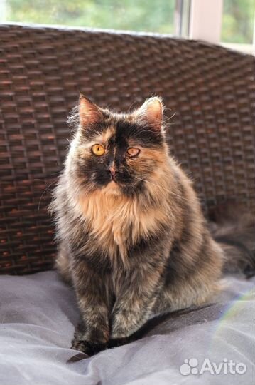 Кошка-осень