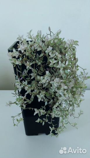 Традесканция разные сорта Комнатные растения цветы