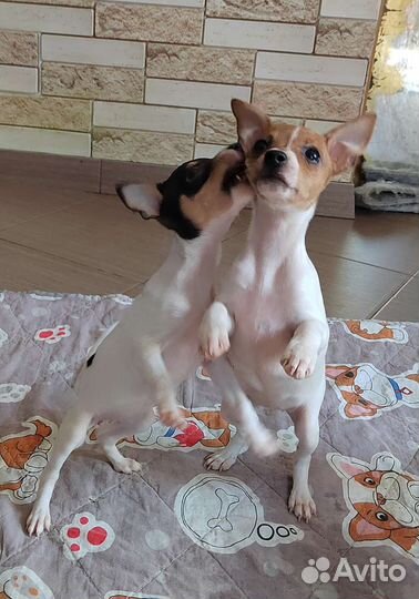 Собаки щенки той фокстерьер