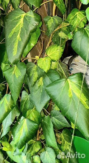 Плющ Салфер хат