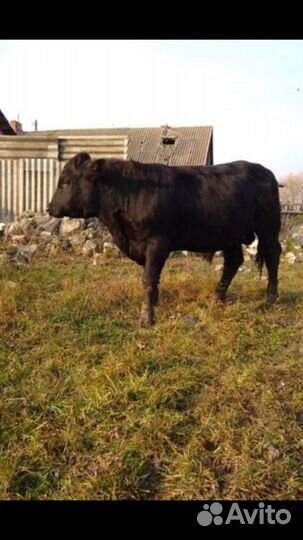 Мясо телятина