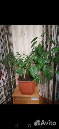 Гибискус китайская роза