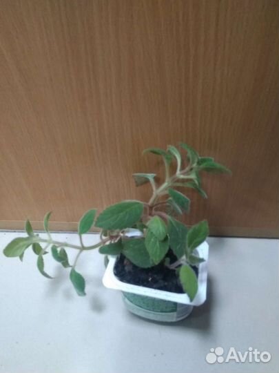 Колерия(Калерия )