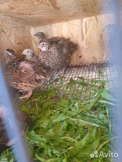 Семейство перепелов