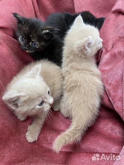 Отдам котят в добрые руки