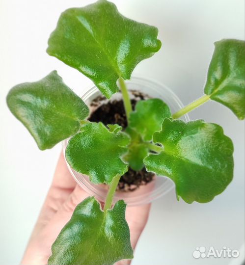 Фиалка Изумрудные розы