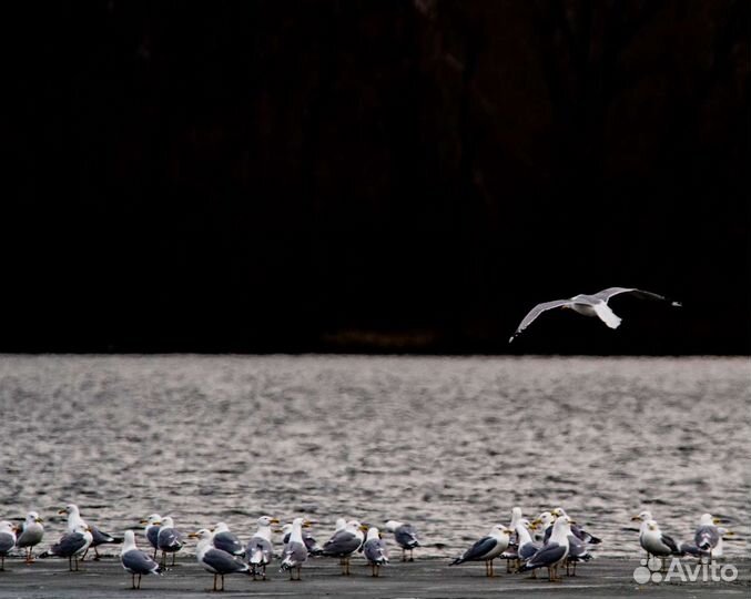 Sigma AF 150-600mm f/5.0-6.3 Cont-ry NikonF+TC1,4