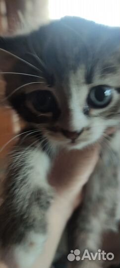 Котята Мышеловы