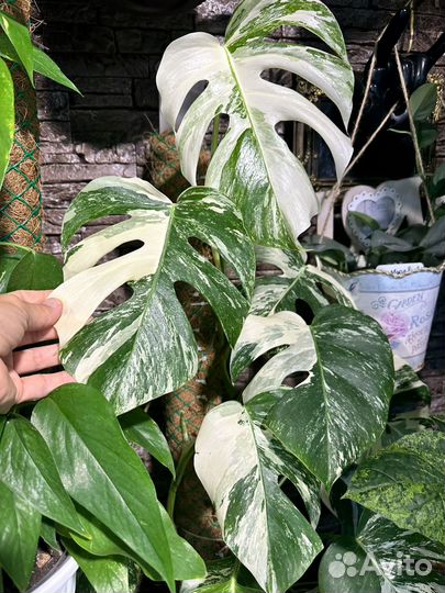 Монстера вариегатная альба