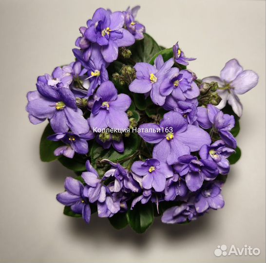 Фиалки трейлеры