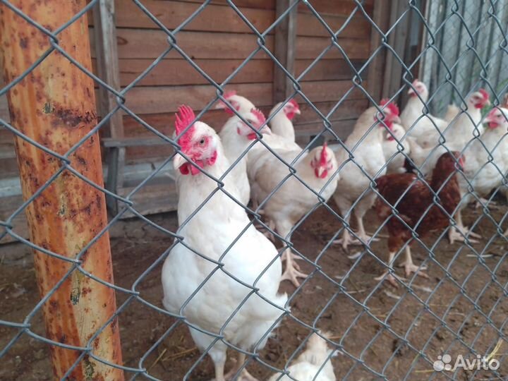 Продам петушков молодых 120 дневных