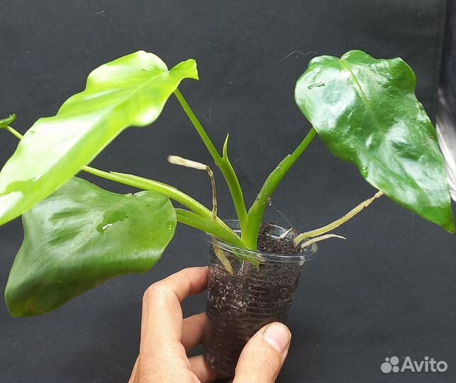 Филодендрон