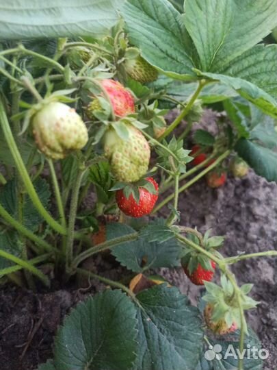 Рассада клубники