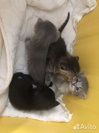 Котята