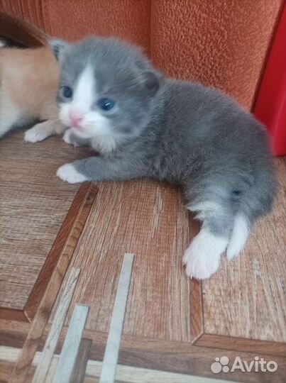 Котята мальчики в дар бесплатно