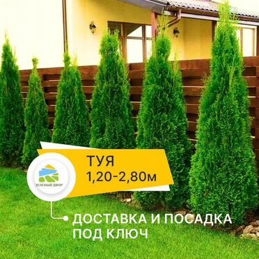 Туя Даника. Посадка Туй