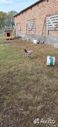 Куры петухи