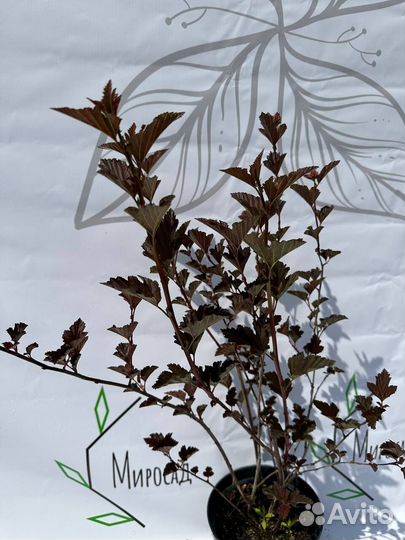 Пузыреплодник Red Baron