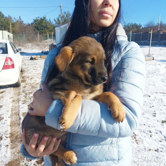Щенок мальчик красивый