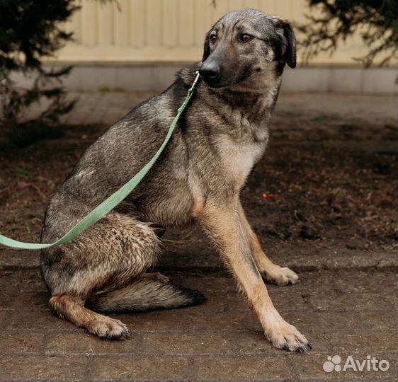 Чуткая Мелисса ждет хозяина