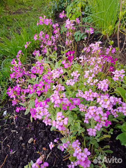 Весенние многолетники часть 1