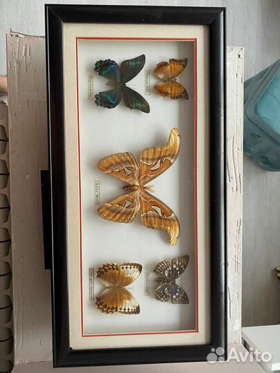 Бабочки в рамках