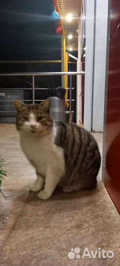 Кошки в добрые руки бесплатно