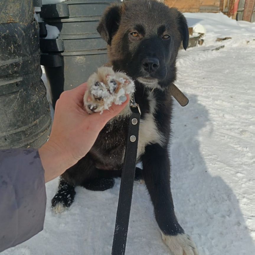 Щенок в добрые руки бесплатно мальчик