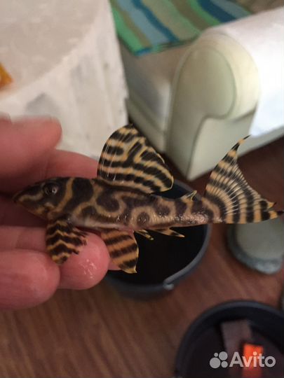 L-333 Hypancistrus (Yellov.Gold) L-201