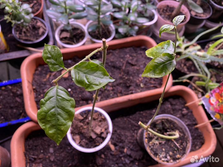 Укорененные черенки Жасмина (самбак)