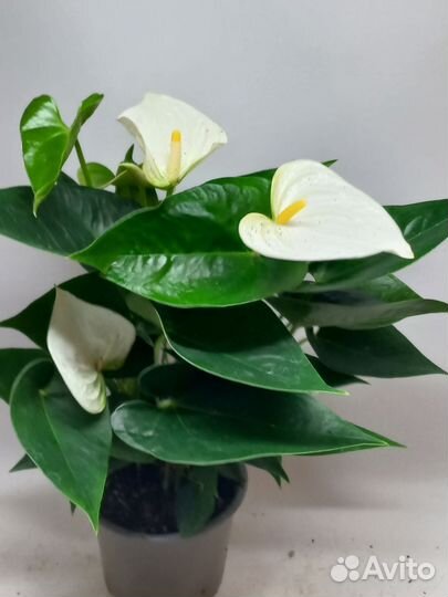 Антуриум белый