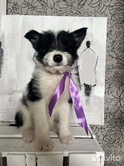 Щенки в добрый руки