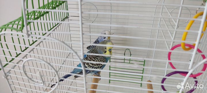 Волнистый попугай