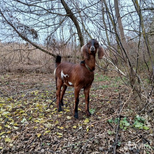 Нубийские козы