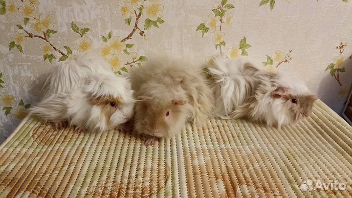 Продам морских свинок
