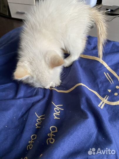 Кот в дар