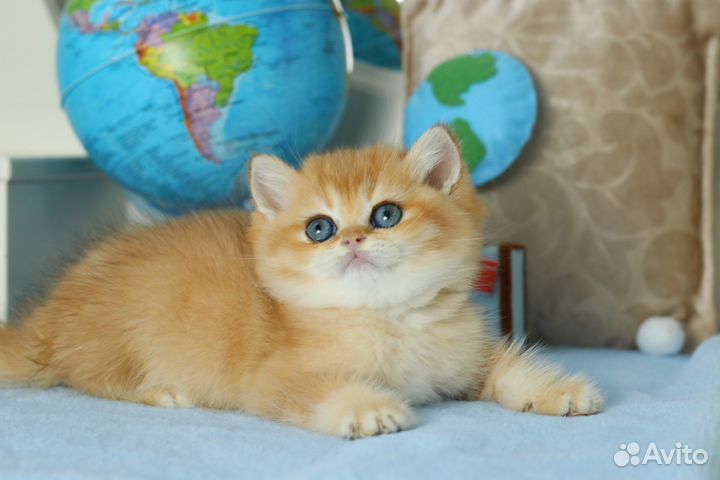 Кошка золотая шиншилла
