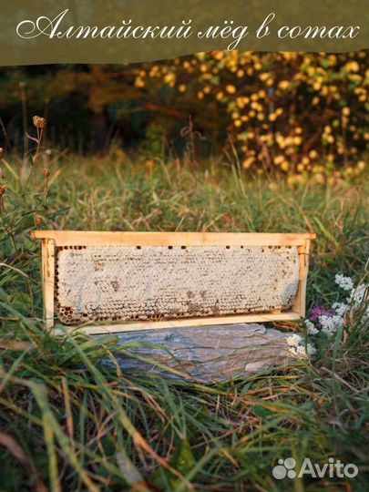 Мёд в сотах