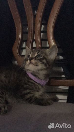 Котенок