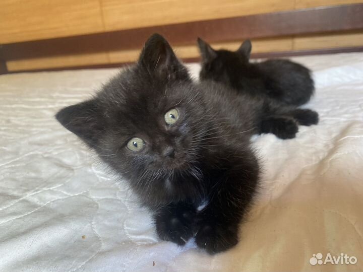 Котёнок пушистик