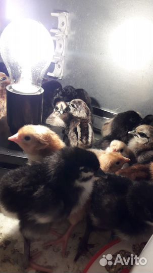 Циплята и яйца