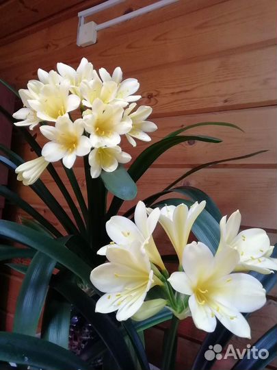 Кливия желтая