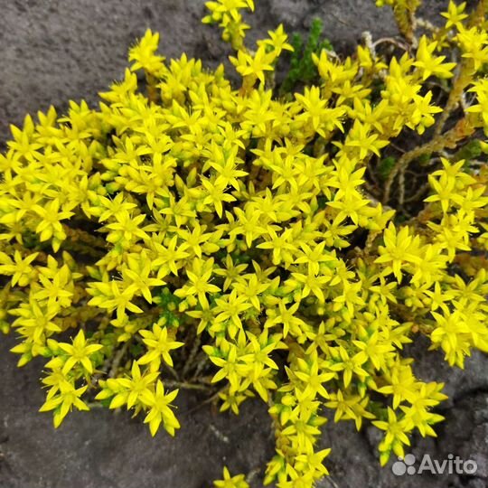 Рассада цветов