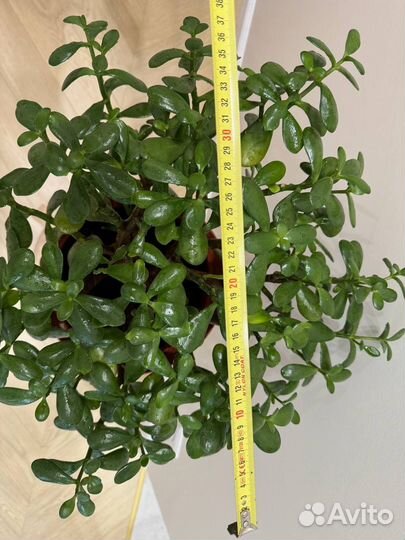 Crassula, Крассула, Денежное дерево