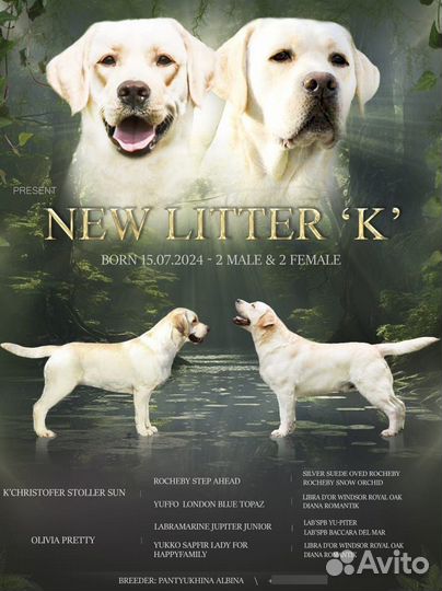 Палевый лабрадор щенок