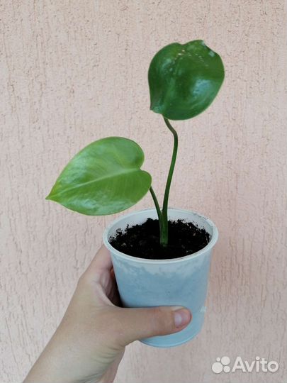 Манстера, герань душистая,ципперус,хойя