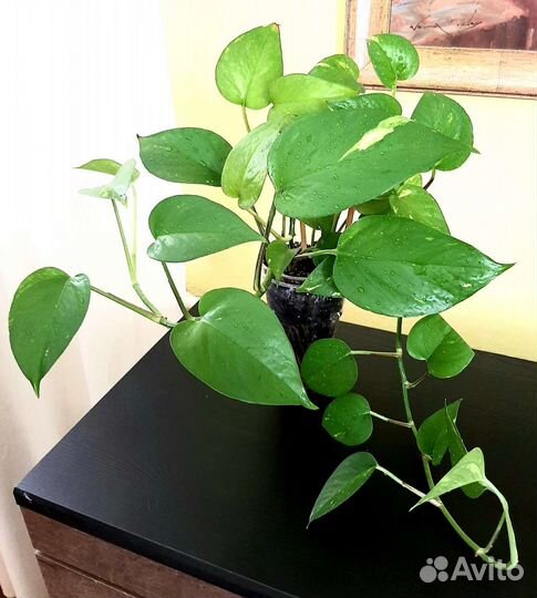 Эпипремнум золотистый