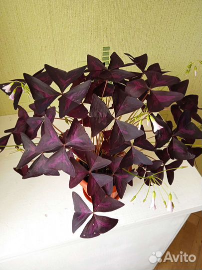 Клевер счастья (оксалис сорт Burgundy Shamrock)