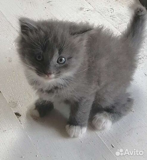 Кошки в добрые руки бесплатно
