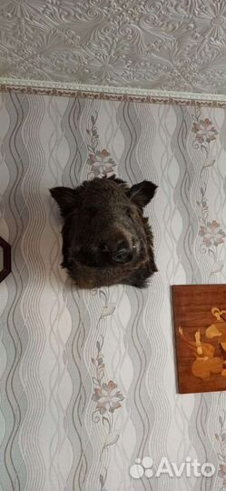 Чучело головы кабана